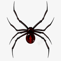 黑红色细长脚蜘蛛素材