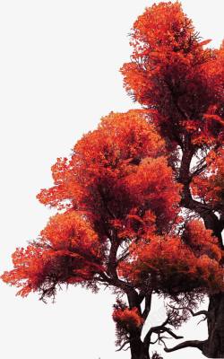 红色枫树装饰素材