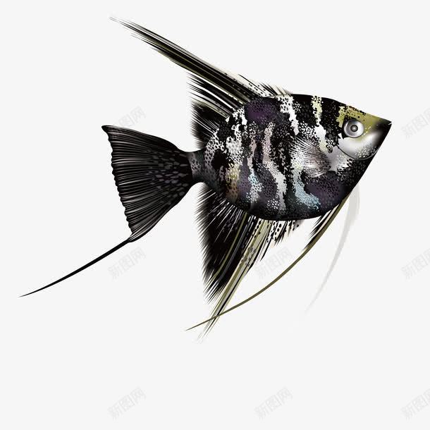 黑色热带鱼png免抠素材_88icon https://88icon.com 卡通 彩色 海洋 海洋生物 深海 炫彩 热带鱼 装饰 鱼类 黑色