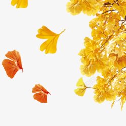 金色秋叶秋天落叶高清图片