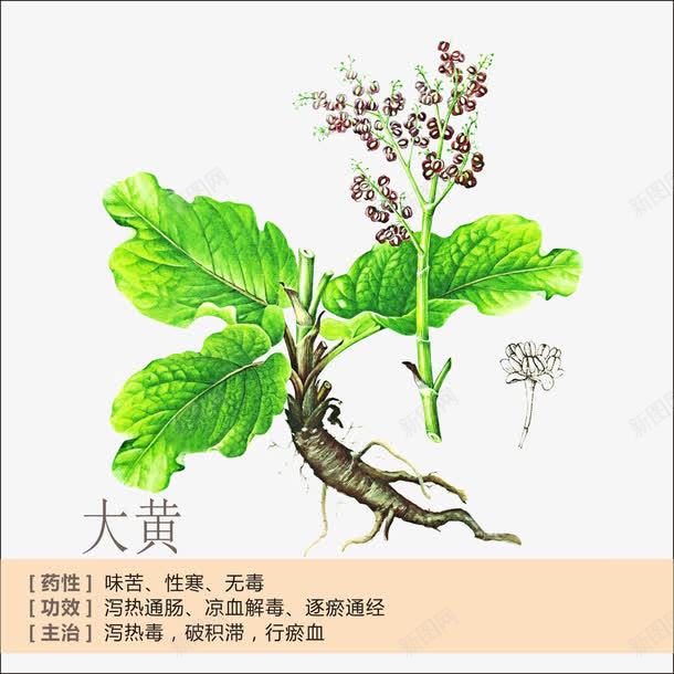 大黄简介png免抠素材_88icon https://88icon.com 中草药 中药 中药绘画 大黄 草药 草药功能介绍