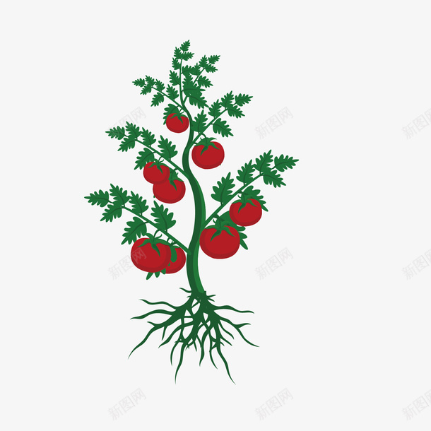 手绘一颗番茄png免抠素材_88icon https://88icon.com 根茎类蔬菜 根茎类蔬菜蔬菜设计 植物 植物设计 蔬菜 食物
