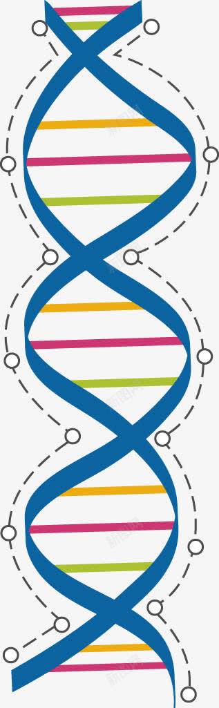 彩色DNApng免抠素材_88icon https://88icon.com DNA 分子 化学结构 彩色