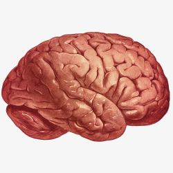 大脑侧面图手绘人脑立体图高清图片