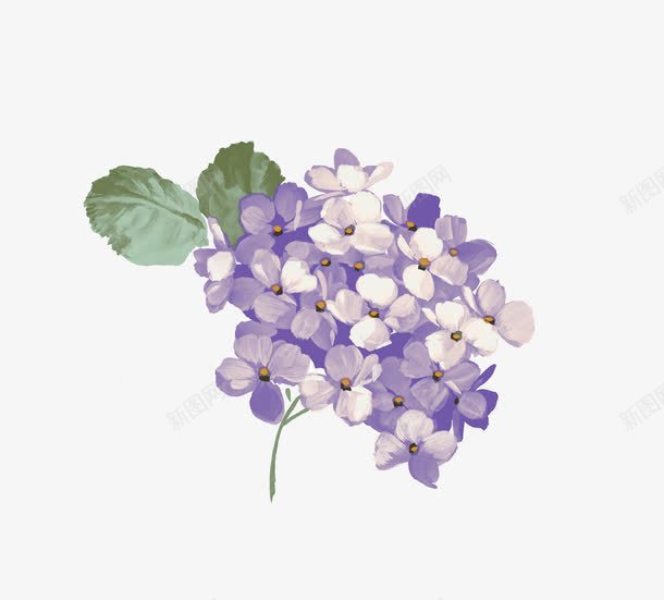 紫色绣球花png免抠素材_88icon https://88icon.com 梦幻 紫色 紫色免抠 紫色梦幻png 紫色梦幻免抠图片 紫色矢量ps 绣球花