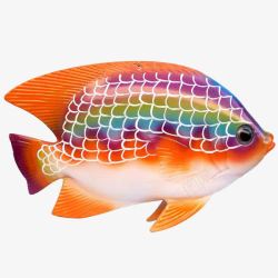 海里的动物彩虹鱼高清图片