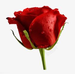 妖艳一枝红玫瑰高清图片