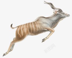 跳跃奔跑奔跑的藏羚羊高清图片