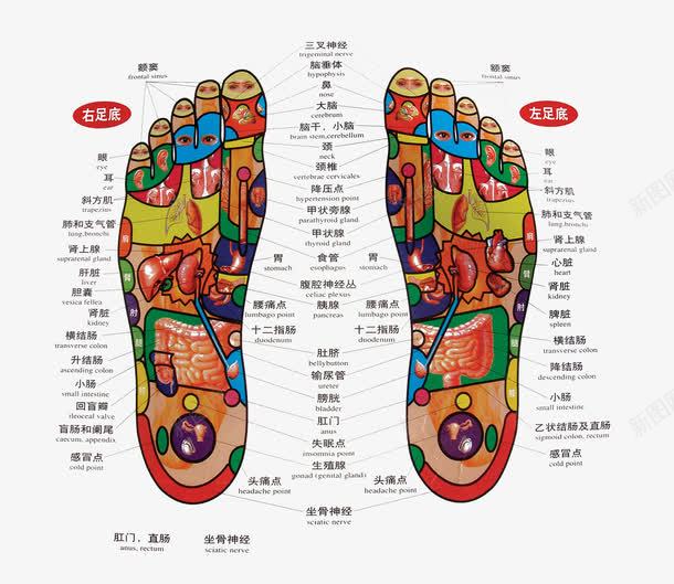 双脚足底穴位图png免抠素材_88icon https://88icon.com 中医 养生 双脚 左右脚 明点 穴位 穴位图 粉嫩足底 老中医 脚底穴位 足底