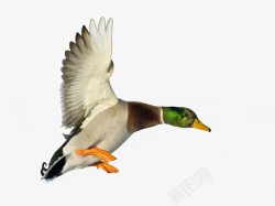 禽类羽毛在空中展翅高飞的鸭子高清图片