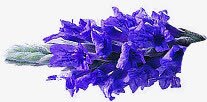 紫色熏衣草花卉素材