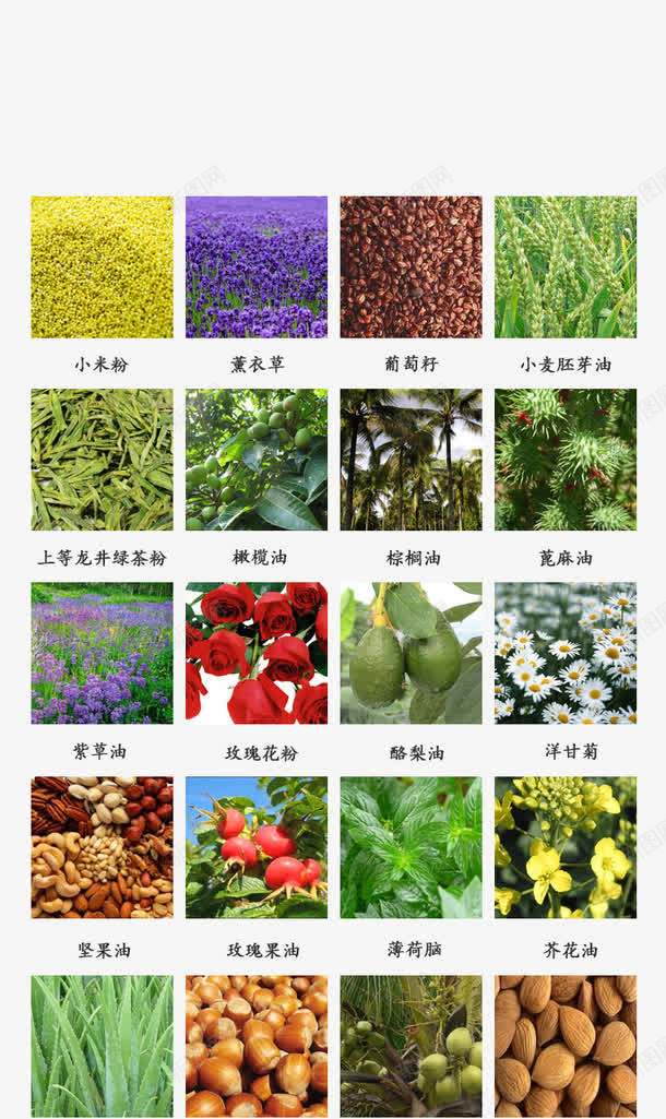 植物png免抠素材_88icon https://88icon.com 小米粉 植物名称 橄榄油 玫瑰 菊花 蓖麻油 薰衣草 详情描述成分