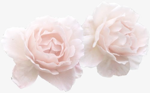 淡粉色玫瑰展厅png免抠素材_88icon https://88icon.com 展厅 玫瑰 粉色 设计