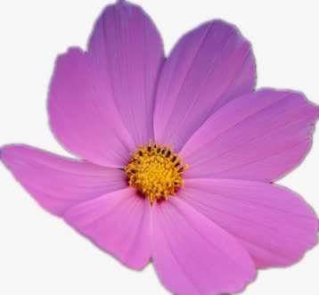 粉色格桑花png免抠素材_88icon https://88icon.com 漂亮的花 粉红色花朵 黄色花蕊