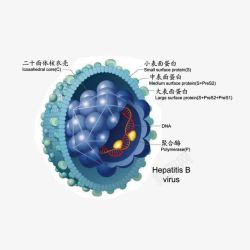 乙肝病毒模型图素材