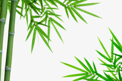 实物绿色竹子背景素材