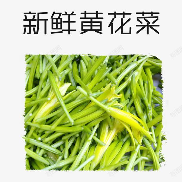 新鲜黄花菜png免抠素材_88icon https://88icon.com 忘忧草 新鲜 植物 萱草花 食材 黄花菜