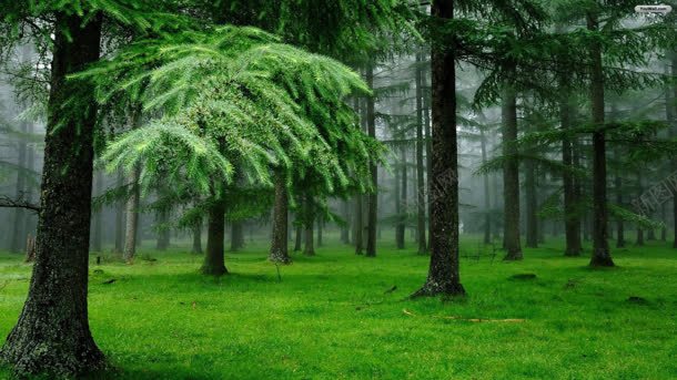 迷雾里的绿色森林背景