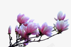茂盛枝叶紫色带香味茂盛的玉兰花瓣实物高清图片