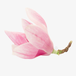 粉红色香味清晰的一朵玉兰花瓣实素材