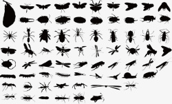 灭杀害虫各种昆虫矢量图高清图片