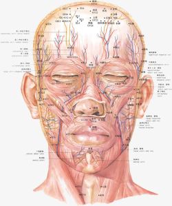 人体经络图素材