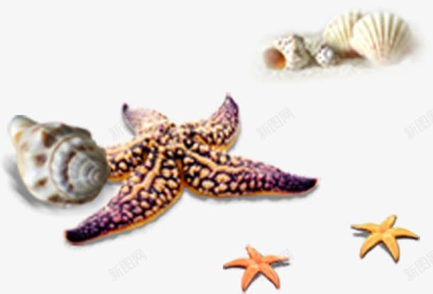 海星海螺热带沙滩元素png免抠素材_88icon https://88icon.com 三亚风景 沙滩 海星 海螺