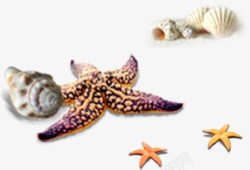 海星海螺热带沙滩元素素材