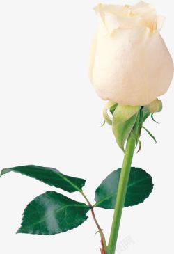 白玫瑰花束白玫瑰高清图片