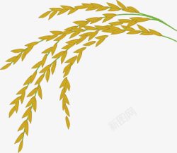 米绿色稻穗图高清图片