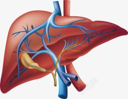 肝脏器官素材