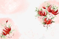 红花石蒜红色彼岸花插画高清图片
