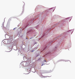 水底生物新鲜鱿鱼广告片矢量图高清图片