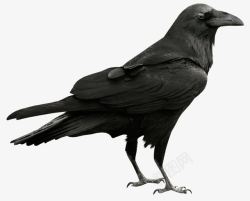 黑色乌鸦黑色的乌鸦高清图片