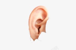 男士耳朵听力素材