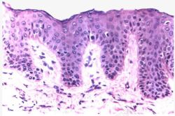 细胞组织肌肤美丽的科学高清图片