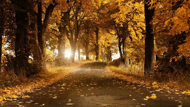 秋叶落叶泛黄树叶道路背景