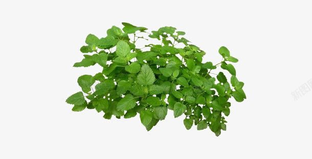 绿色植物png免抠素材_88icon https://88icon.com 光合作用 可入药 可泡茶 植物 治疗头痛 治疗腹痛 香蜂草