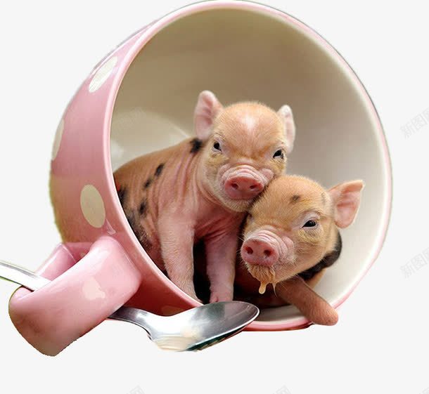 两只小奶猪png免抠素材_88icon https://88icon.com 产品实物 动物 可爱 宠物猪 家禽 活体 粉色 茶杯猪