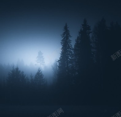 夜下的迷雾松树林海报背景背景
