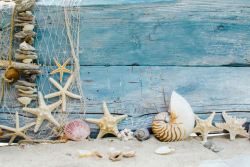 渔网的的海星图片夏日贝壳高清图片
