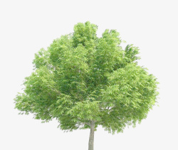 梭椤树叶子七叶树绿树高清图片