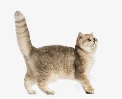 长尾巴的猫可爱长尾巴的小猫咪高清图片