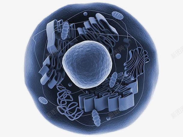透明的动物细胞线粒体显微结构图png免抠素材_88icon https://88icon.com 内质网 动物细胞 微生物学 特写 生物医学插图 生物学 科学 线粒体 线粒体结构图 细胞核 蓝色 透明 高尔基体