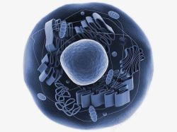 生物学插图透明的动物细胞线粒体显微结构图高清图片