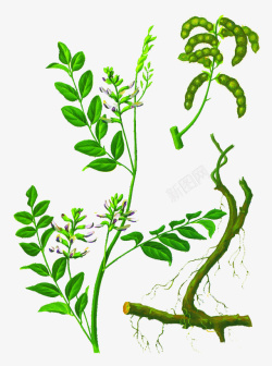 药材野菜彩色艾叶草手绘植物高清图片