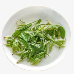 苦丁茶实物嫩绿的茶叶米芽高清图片