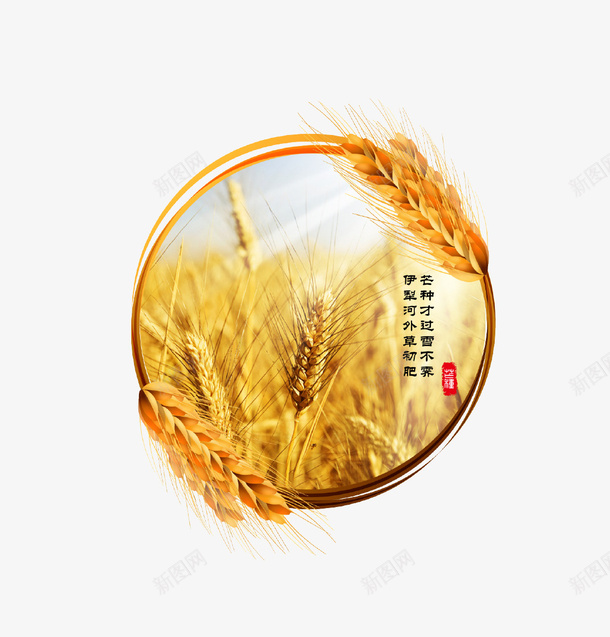 金黄色清新唯美芒种图标psd免抠素材_88icon https://88icon.com 二十四节气 传统节气 唯美 图标 小麦 清新 芒种 金黄色