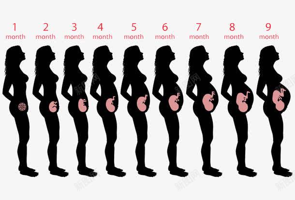 女人的怀孕周期png免抠素材_88icon https://88icon.com 人物剪影 周期 婴儿 孕妇 宝宝 怀孕 怀胎十月 肚子里的宝宝