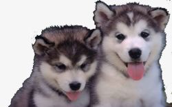 两只小阿拉斯加素材